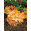 Azalia wielkokwiatowa 'Golden Lights' Rhododendron