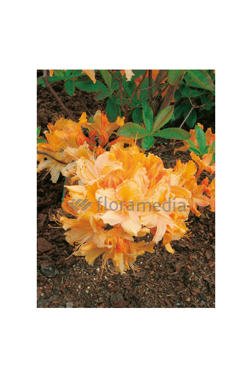 Azalia wielkokwiatowa 'Golden Lights' Rhododendron