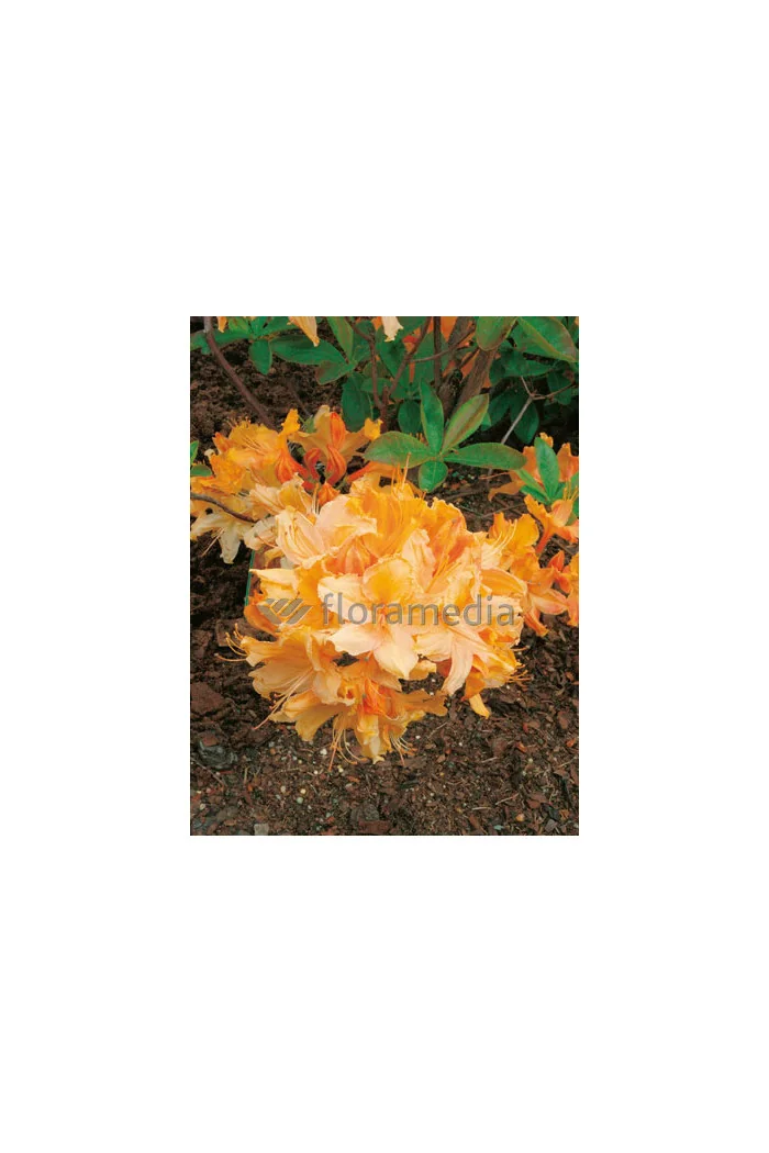 Azalia wielkokwiatowa 'Golden Lights' Rhododendron