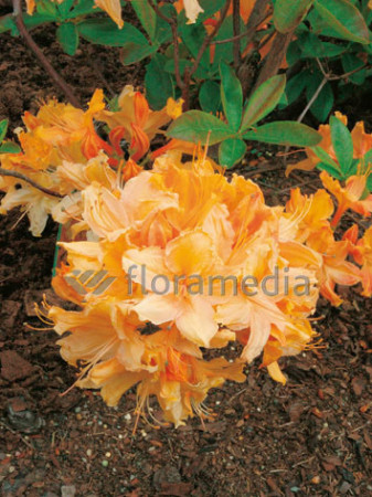 Azalia wielkokwiatowa 'Golden Lights' Rhododendron