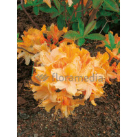 Azalia wielkokwiatowa 'Golden Lights' Rhododendron