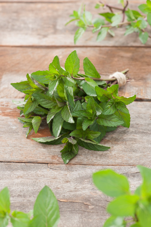 Mięta czekoladowa Mentha x piperita 'Chocolate'