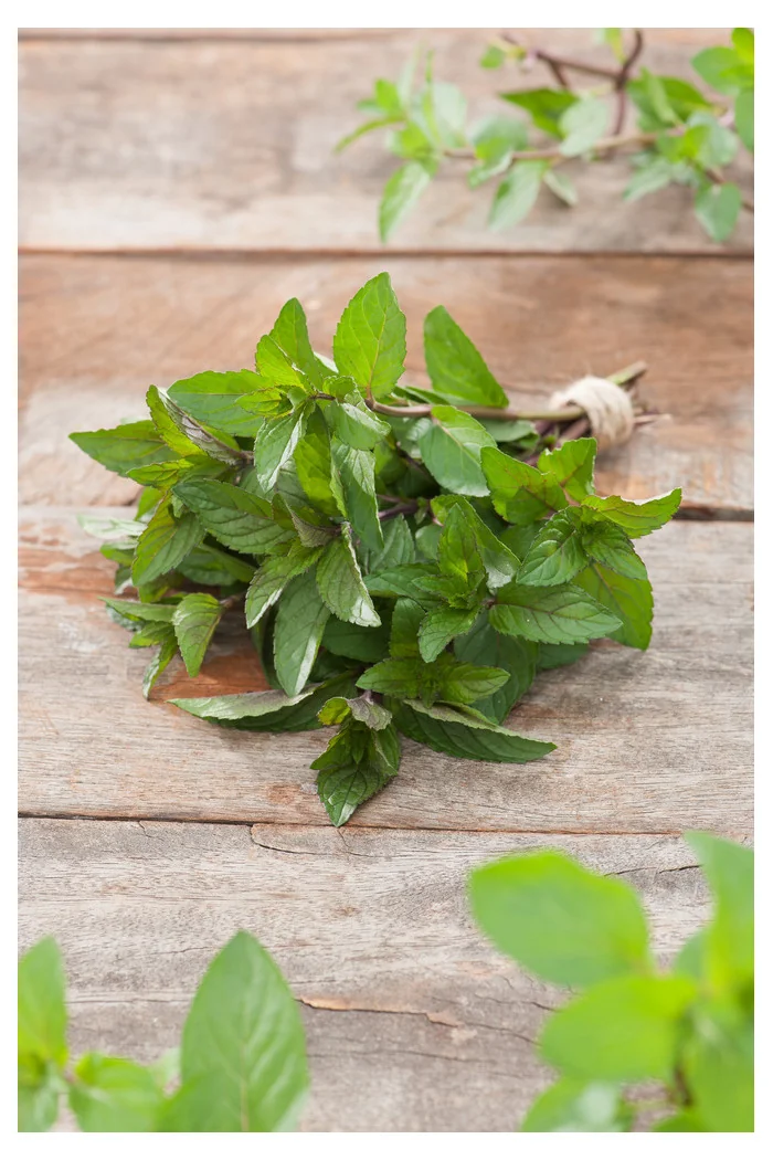 Mięta czekoladowa Mentha x piperita 'Chocolate'