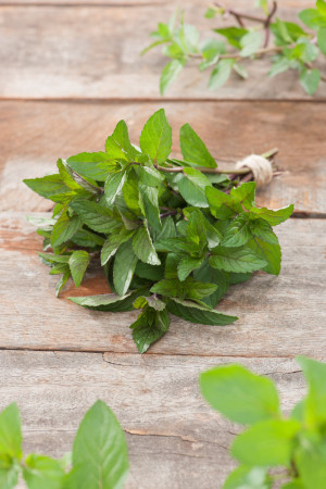 Mięta czekoladowa Mentha x piperita 'Chocolate'