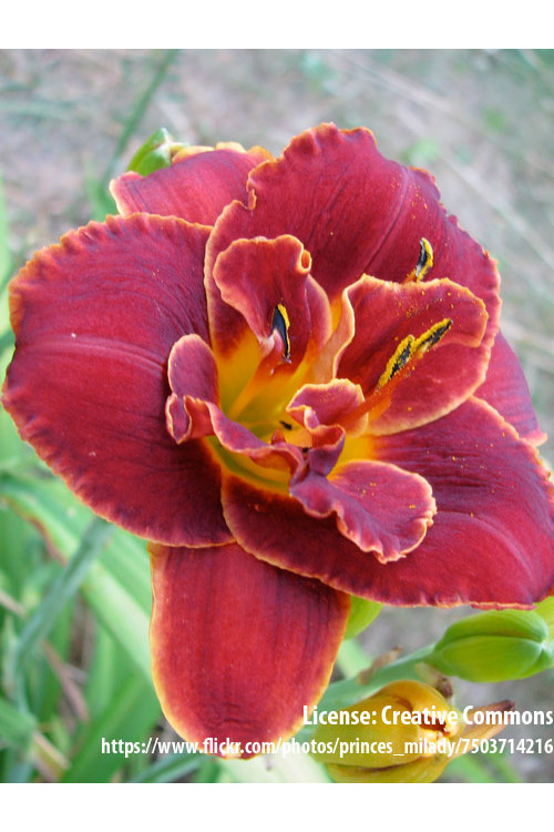Liliowiec 'Night Embers' Hemerocallis