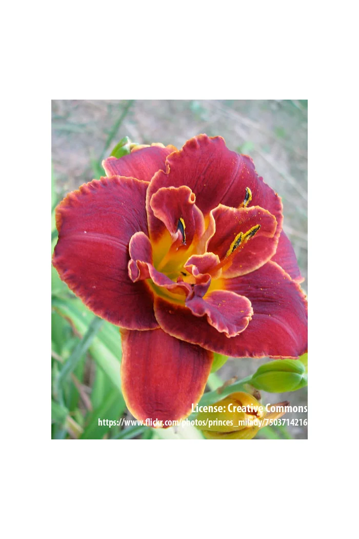 Liliowiec 'Night Embers' Hemerocallis