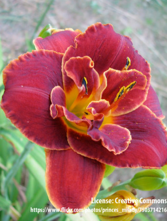 Liliowiec 'Night Embers' Hemerocallis