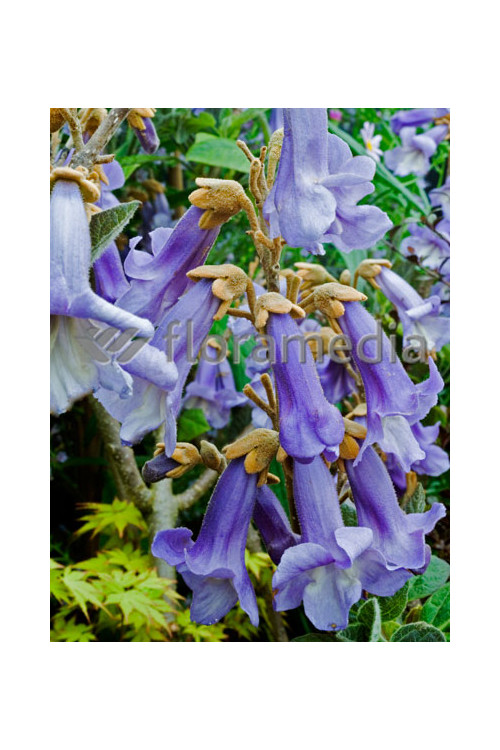 Paulownia puszysta Paulownia tomentosa