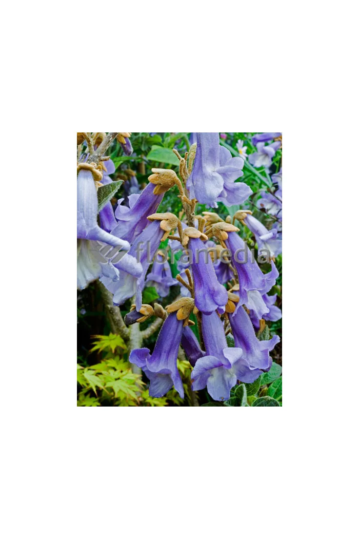 Paulownia puszysta Paulownia tomentosa