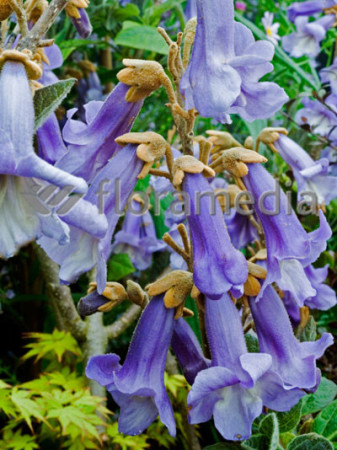 Paulownia puszysta Paulownia tomentosa