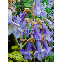 Paulownia puszysta Paulownia tomentosa