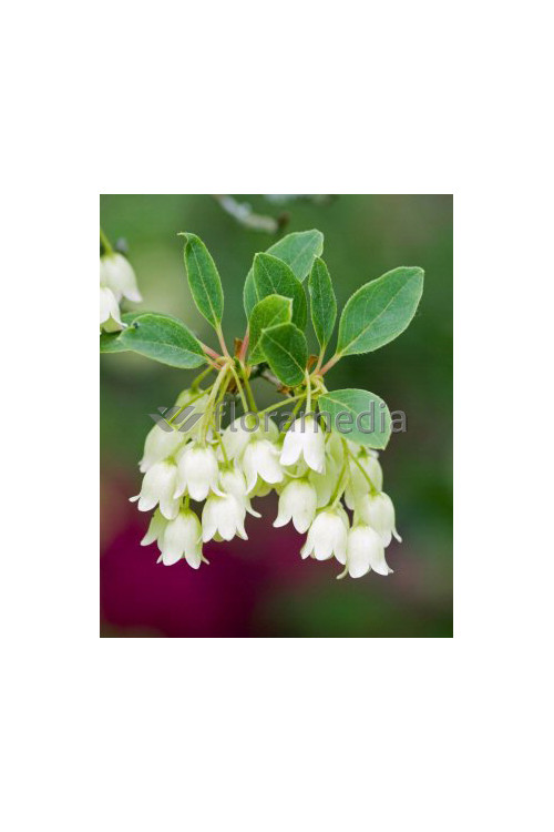 Enkiant dzwonkowaty 'Albiflorus' | Enkianthus campanulatus