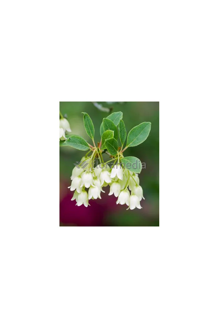 Enkiant dzwonkowaty 'Albiflorus' | Enkianthus campanulatus