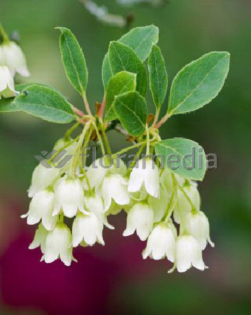 Enkiant dzwonkowaty 'Albiflorus' | Enkianthus campanulatus