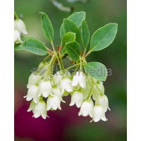 Enkiant dzwonkowaty 'Albiflorus' | Enkianthus campanulatus
