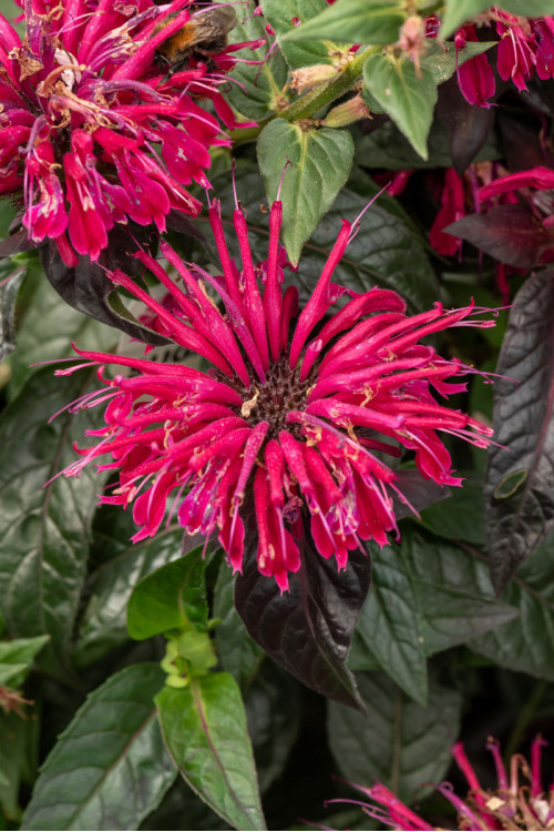 Pysznogłówka 'SUGAR BUZZ Berry Taffy' | Monarda