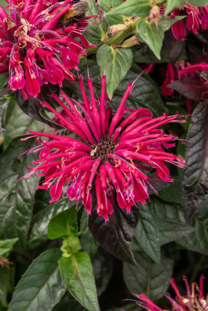 Pysznogłówka 'SUGAR BUZZ Berry Taffy' | Monarda