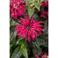 Pysznogłówka 'SUGAR BUZZ Berry Taffy' | Monarda