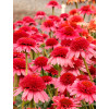 Jeżówka 'Cara Mia Carmine' | Echinacea