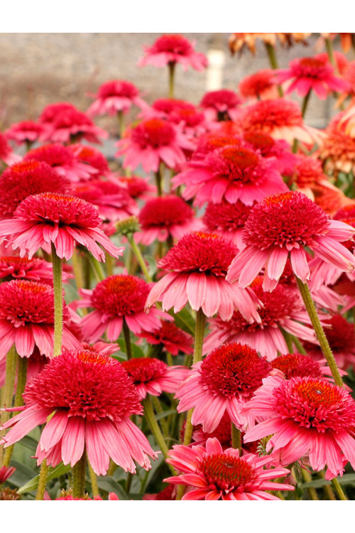 Jeżówka 'Cara Mia Carmine' | Echinacea
