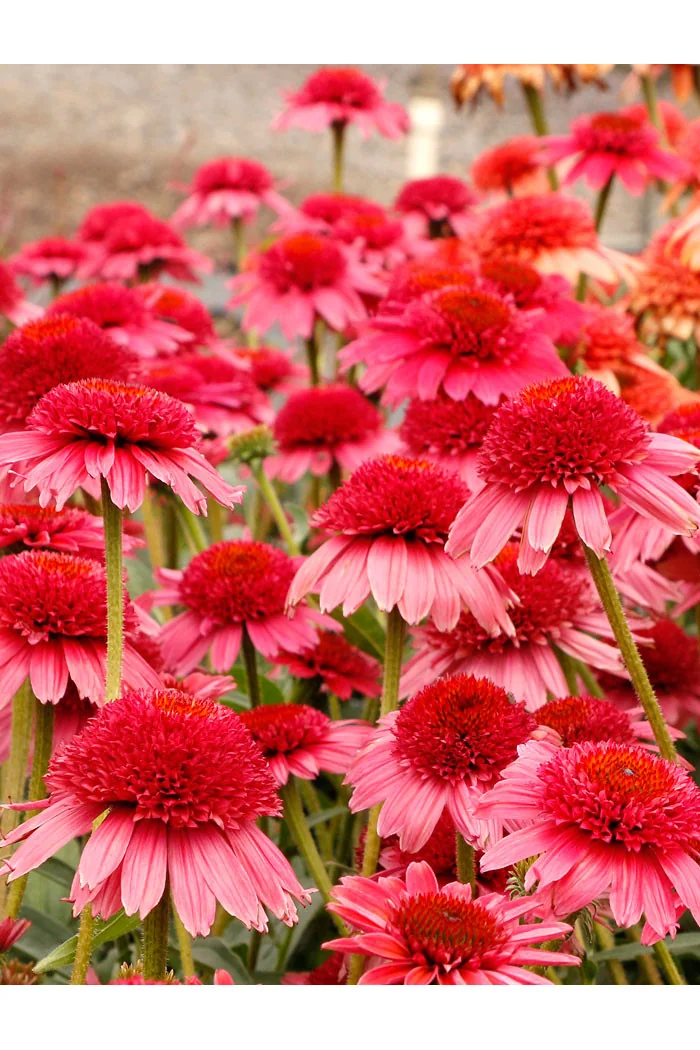 Jeżówka 'Cara Mia Carmine' | Echinacea