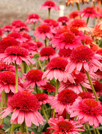 Jeżówka 'Cara Mia Carmine' | Echinacea