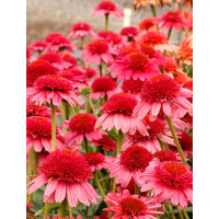 Jeżówka 'Cara Mia Carmine' | Echinacea