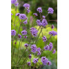 Werbena patagońska | Verbena bonariensis