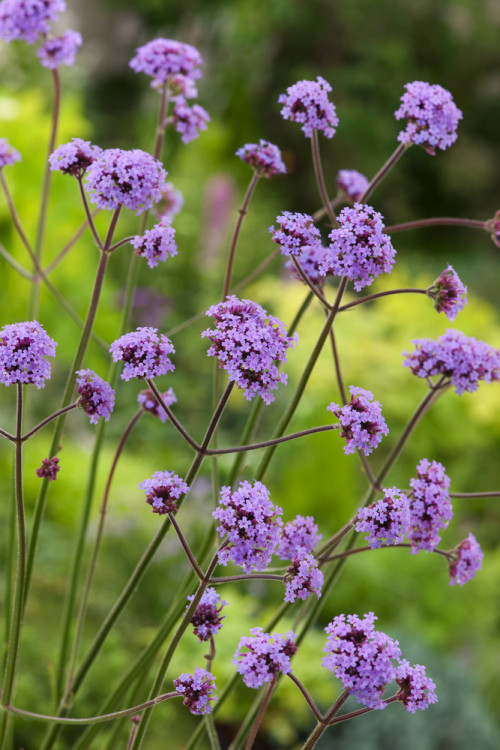Werbena patagońska | Verbena bonariensis