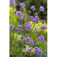 Werbena patagońska | Verbena bonariensis