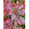 Berberys Thunberga 'Coral' | Berberis thunbergii