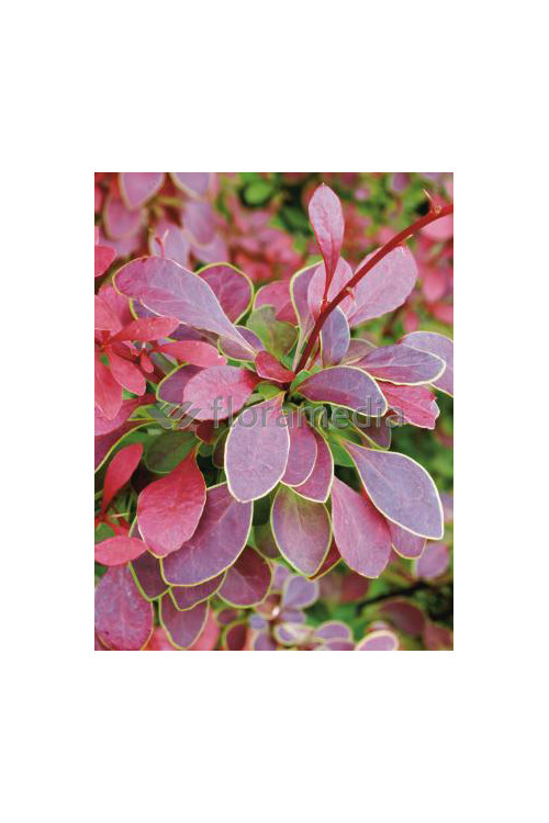 Berberys Thunberga 'Coral' | Berberis thunbergii