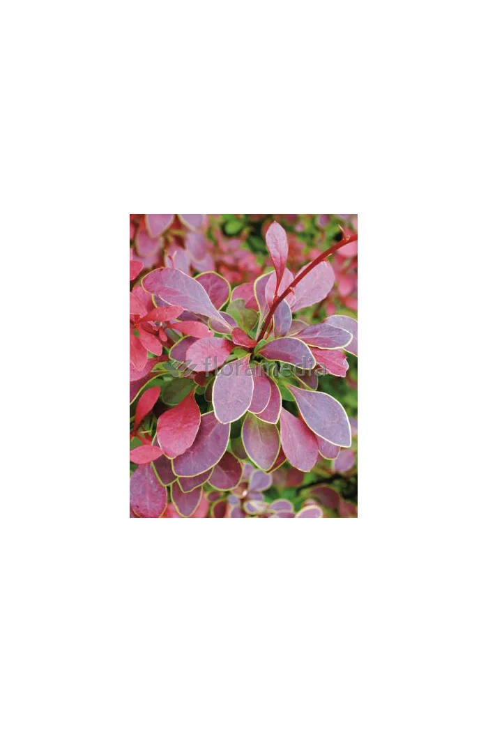Berberys Thunberga 'Coral' | Berberis thunbergii