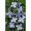 Powojnik 'Błękitny Anioł' | Clematis