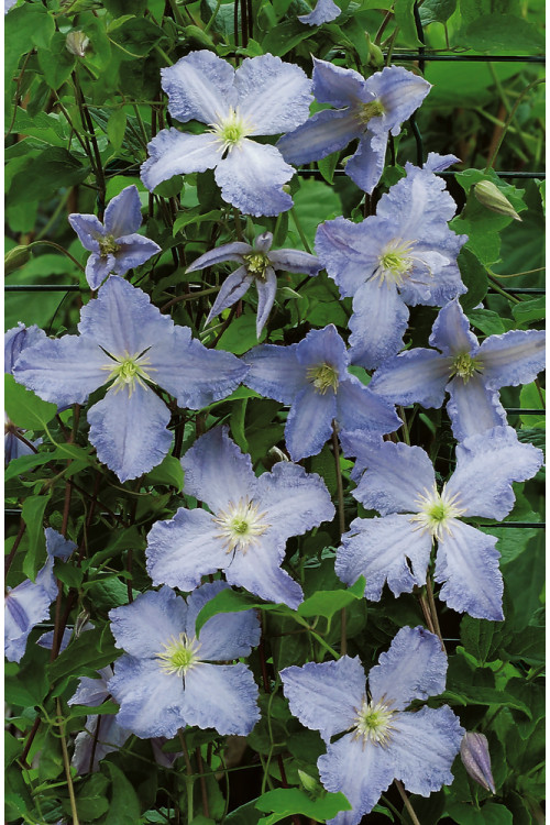 Powojnik 'Błękitny Anioł' | Clematis