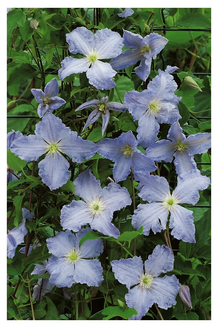 Powojnik 'Błękitny Anioł' | Clematis