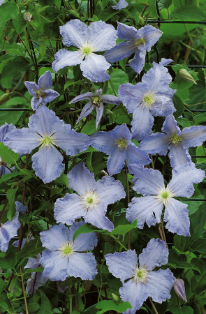 Powojnik 'Błękitny Anioł' | Clematis