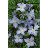 Powojnik 'Błękitny Anioł' | Clematis
