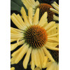 Jeżówka 'Aloha' Echinacea