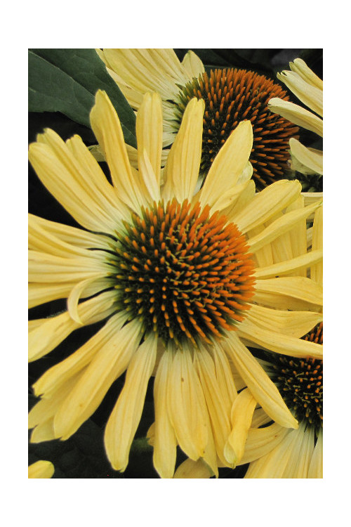 Jeżówka 'Aloha' Echinacea