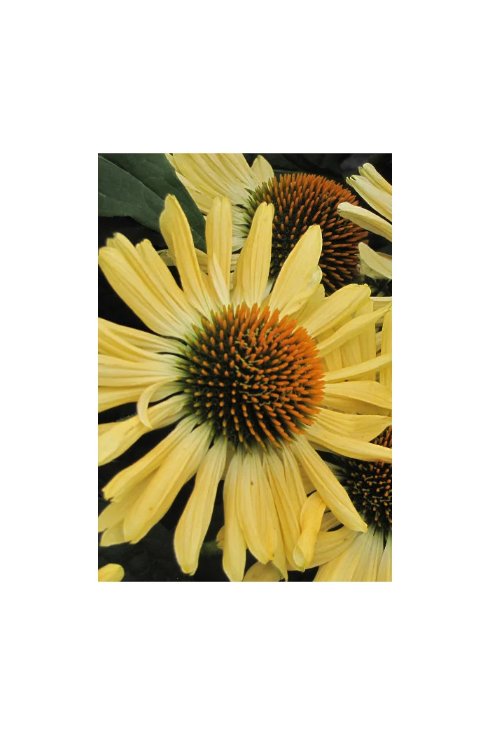 Jeżówka 'Aloha' Echinacea