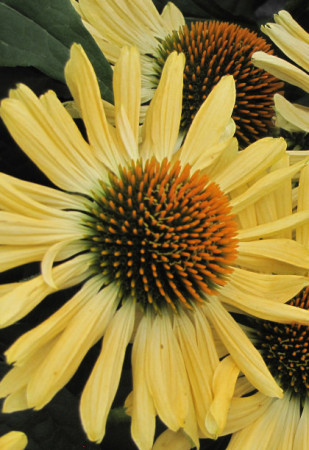 Jeżówka 'Aloha' Echinacea