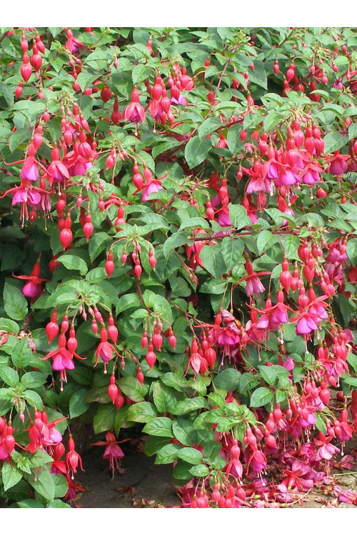 Fuksja magellańska 'Mrs. Popple' | Fuchsia magellanica