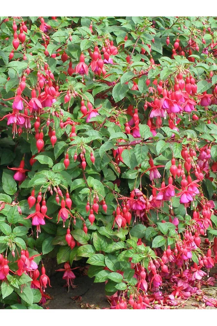 Fuksja magellańska 'Mrs. Popple' | Fuchsia magellanica