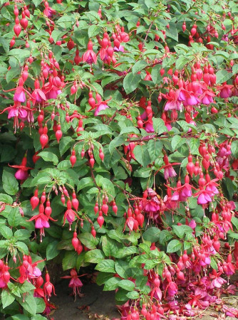 Fuksja magellańska 'Mrs. Popple' | Fuchsia magellanica