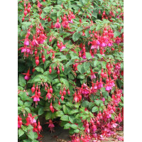 Fuksja magellańska 'Mrs. Popple' | Fuchsia magellanica