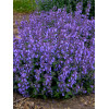 Kocimiętka Faassena ' Picture Purrfect' | Nepeta faassenii