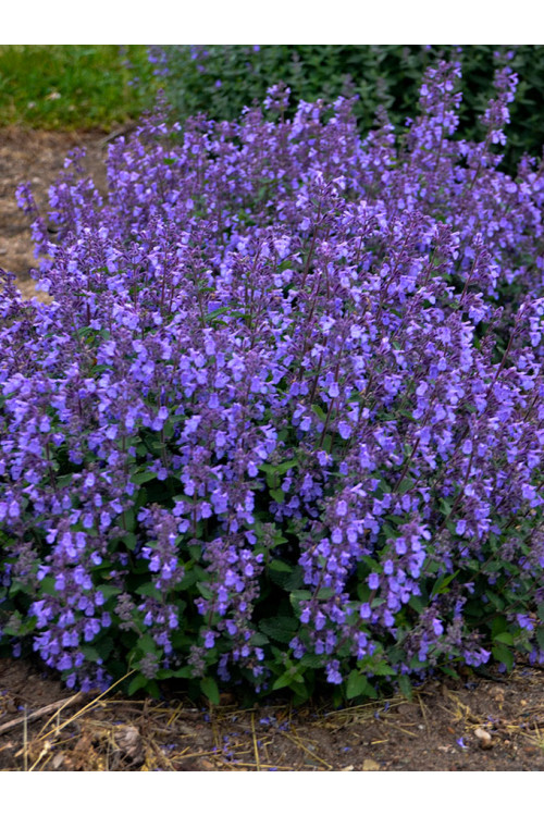 Kocimiętka Faassena ' Picture Purrfect' | Nepeta faassenii