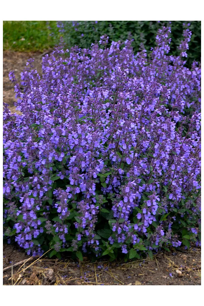Kocimiętka Faassena ' Picture Purrfect' | Nepeta faassenii
