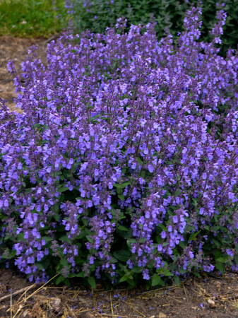 Kocimiętka Faassena ' Picture Purrfect' | Nepeta faassenii